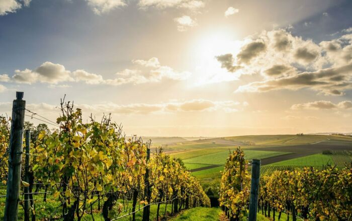 Vignoble