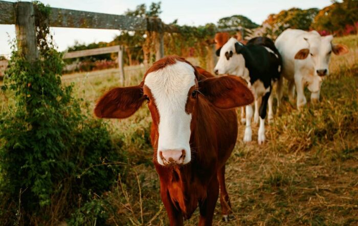 Vaches