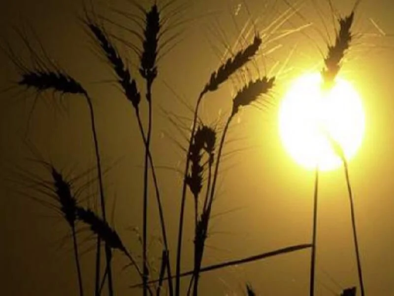 Concentration dans l'agriculture