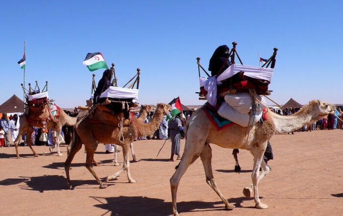 Dromadaires aux couleurs du front Polisario.