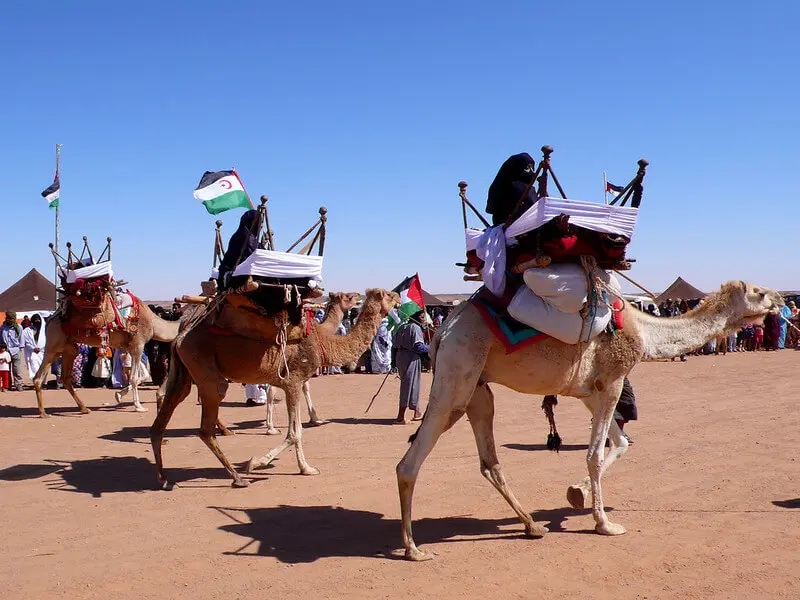 Dromadaires aux couleurs du front Polisario.