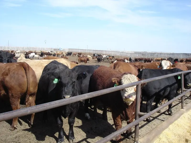 Un feedlot en Alberta © P. Chotteau