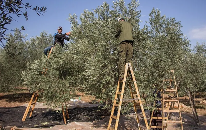 Fermiers palestiniens cueillant des olives en 2015 © TrickyH
