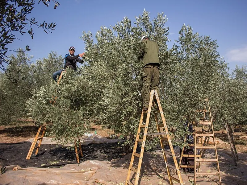 Fermiers palestiniens cueillant des olives en 2015 © TrickyH