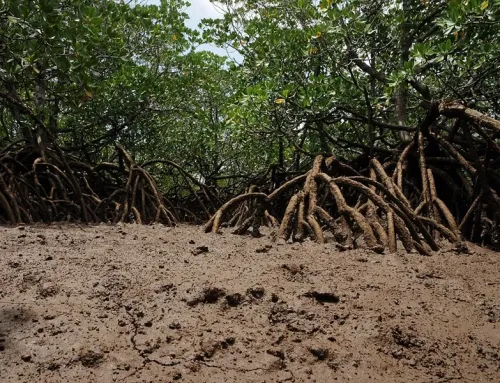 Mayotte : survivre dans la mangrove