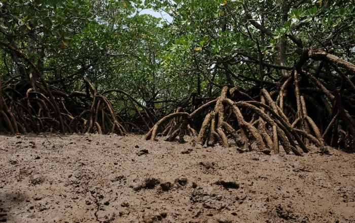 Mangrove de chirongui à Mayotte © Lizot Pierrick